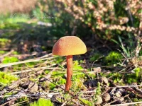Schubbige fopzwam [Laccaria proxima]